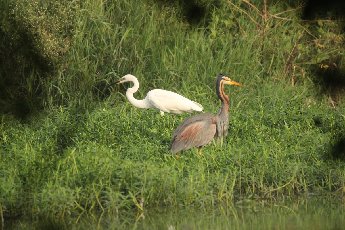 Purple Heron - ML622084915