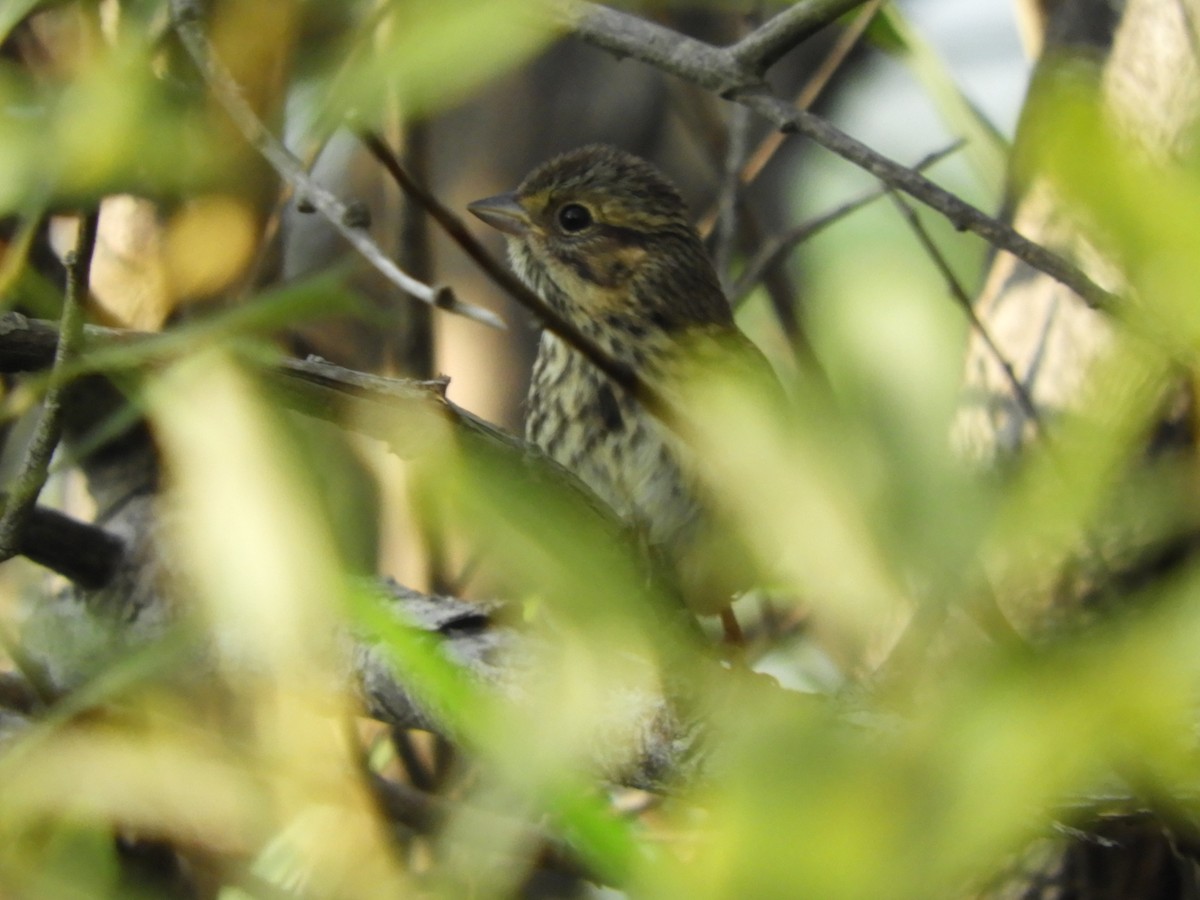 Song Sparrow - ML622084918