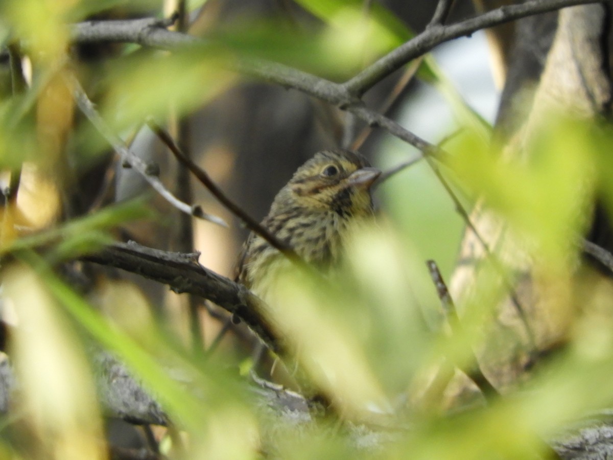 Song Sparrow - Laura Markley