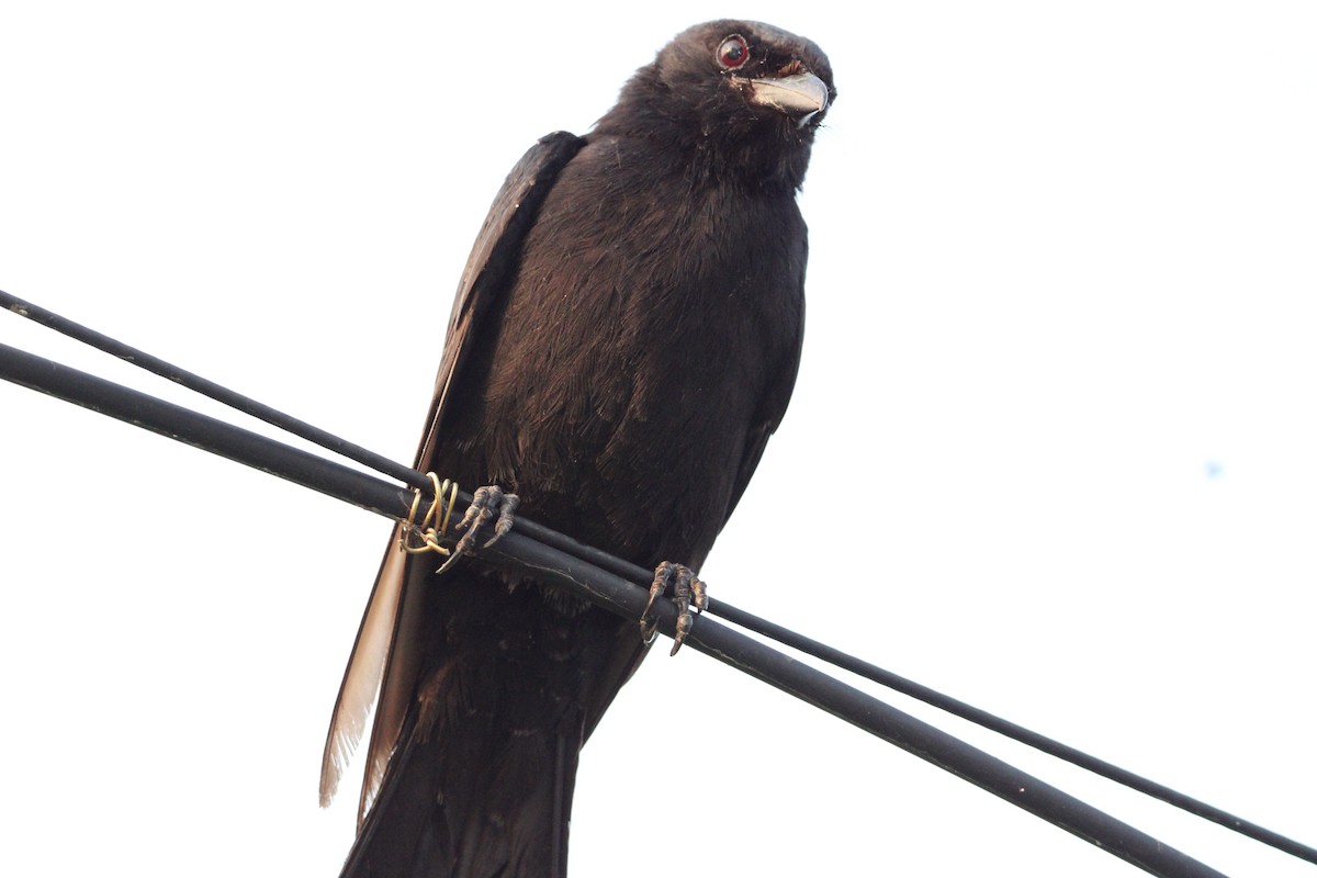 Black Drongo - ML622084921