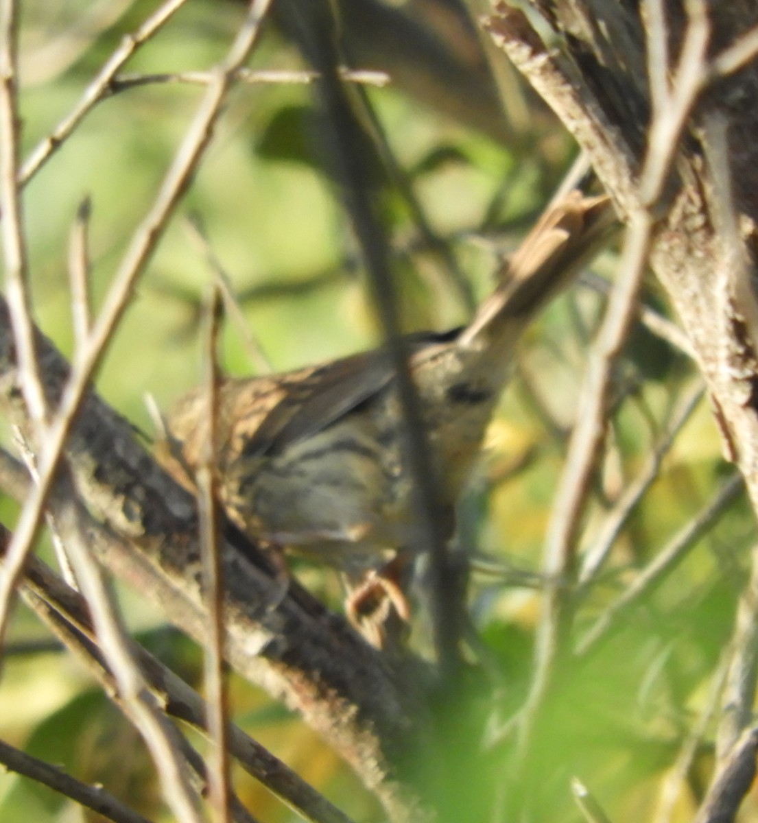 Song Sparrow - ML622084926