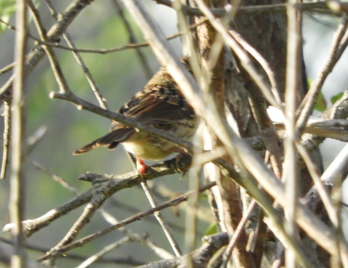 Song Sparrow - ML622084927