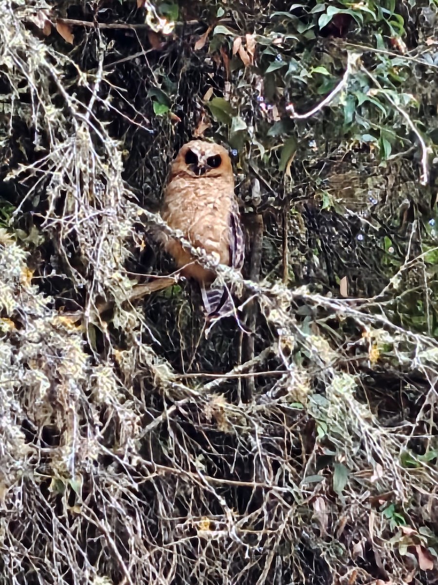 Rufous-banded Owl - ML622084928