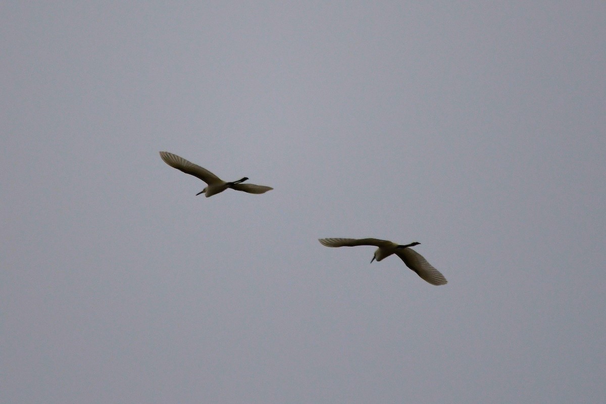 Snowy Egret - ML622084931