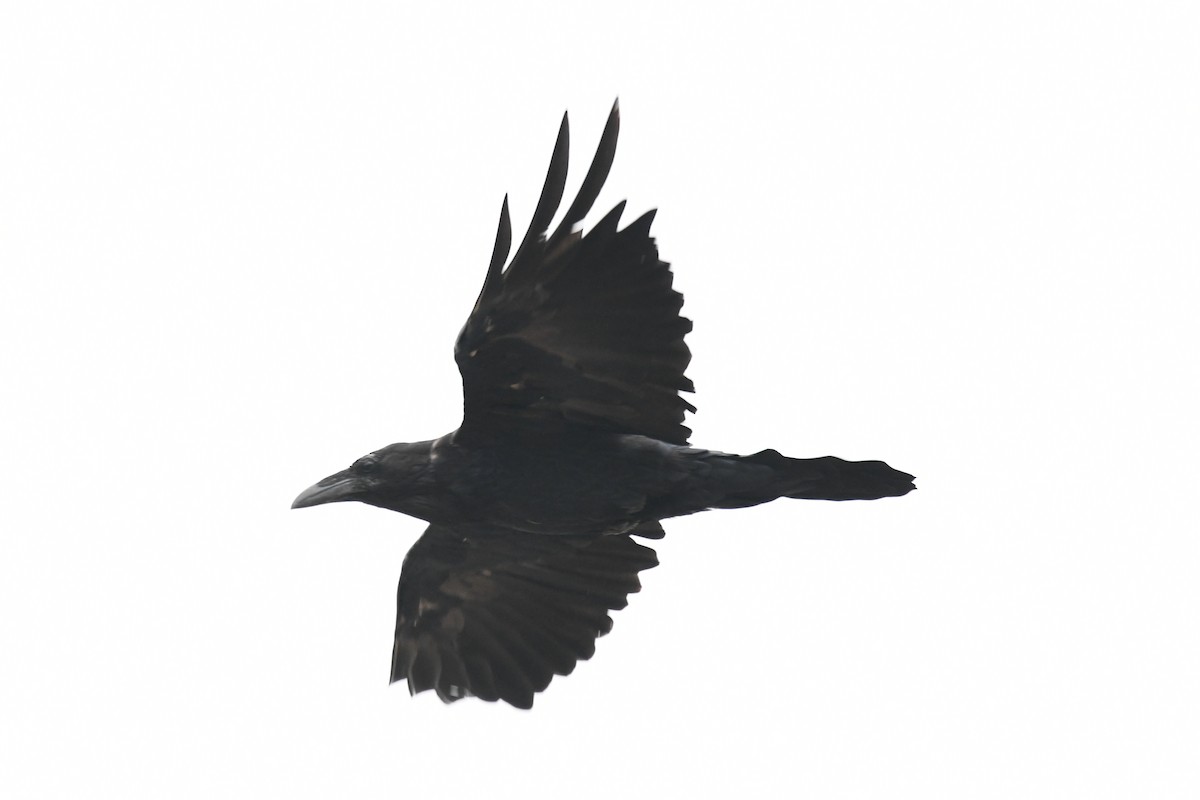 Common Raven - ML622084934