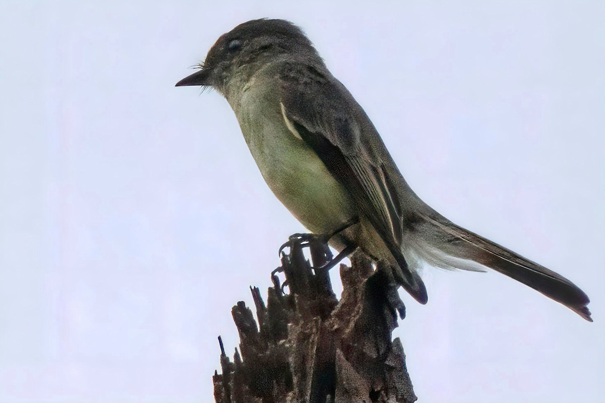 Eastern Phoebe - ML622084936