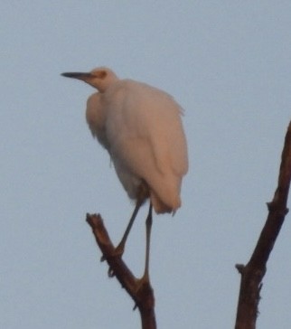 Snowy Egret - ML622084938