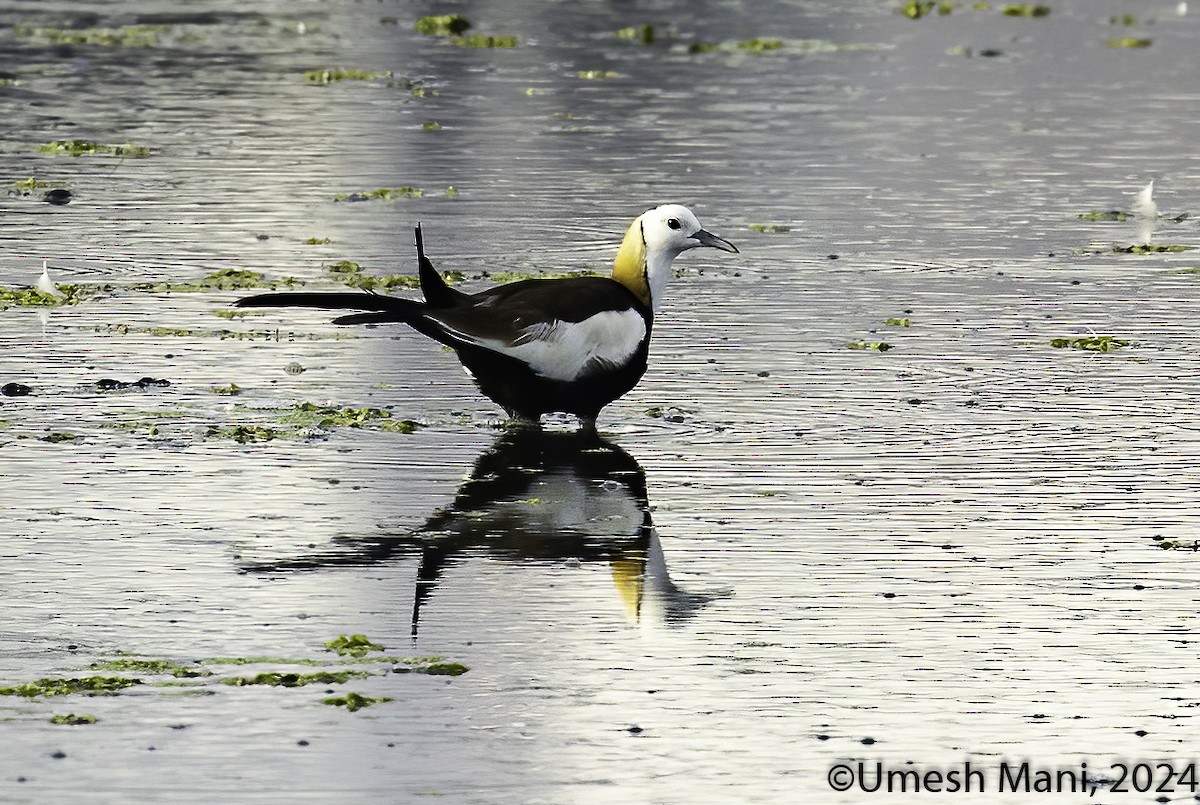 Pheasant-tailed Jacana - ML622084949