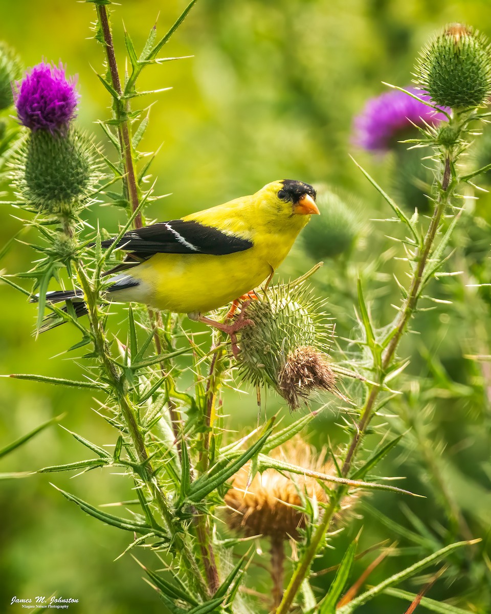 American Goldfinch - ML622084953