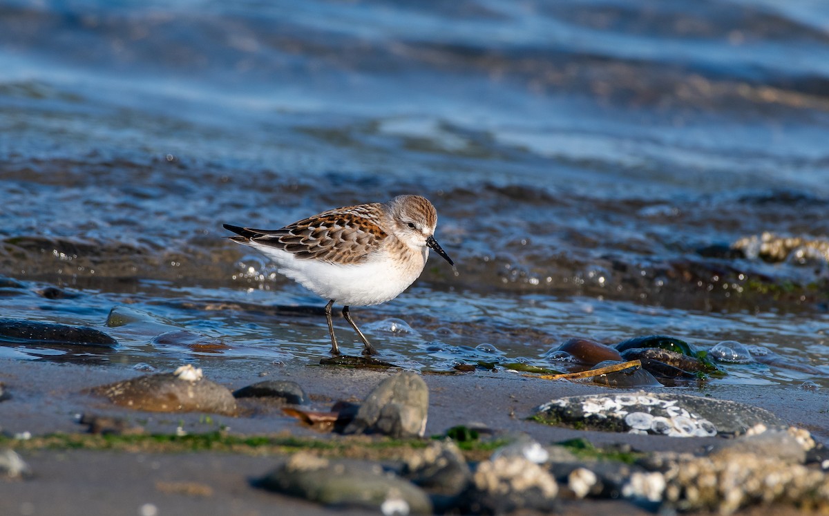 Western Sandpiper - Chris McDonald