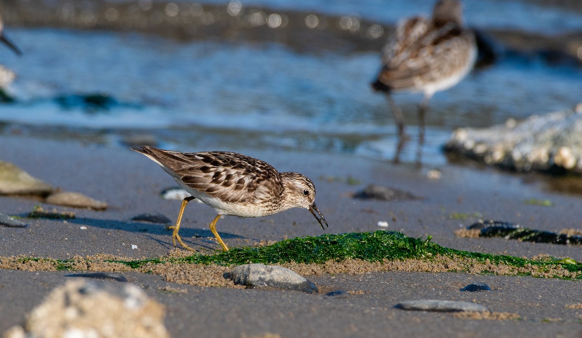 Least Sandpiper - ML622084958