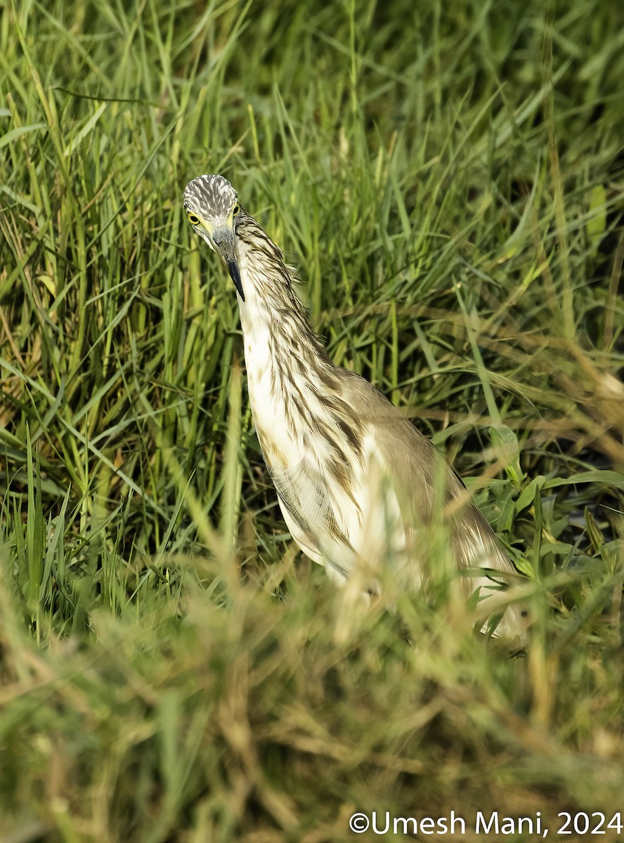 Indian Pond-Heron - ML622084962