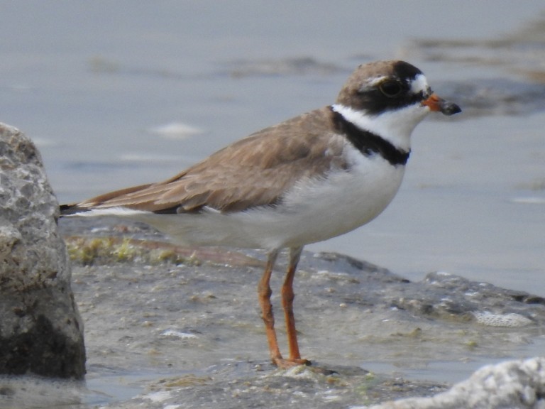 Semipalmated Plover - ML622084964