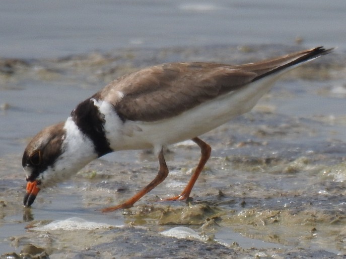 Semipalmated Plover - ML622084965