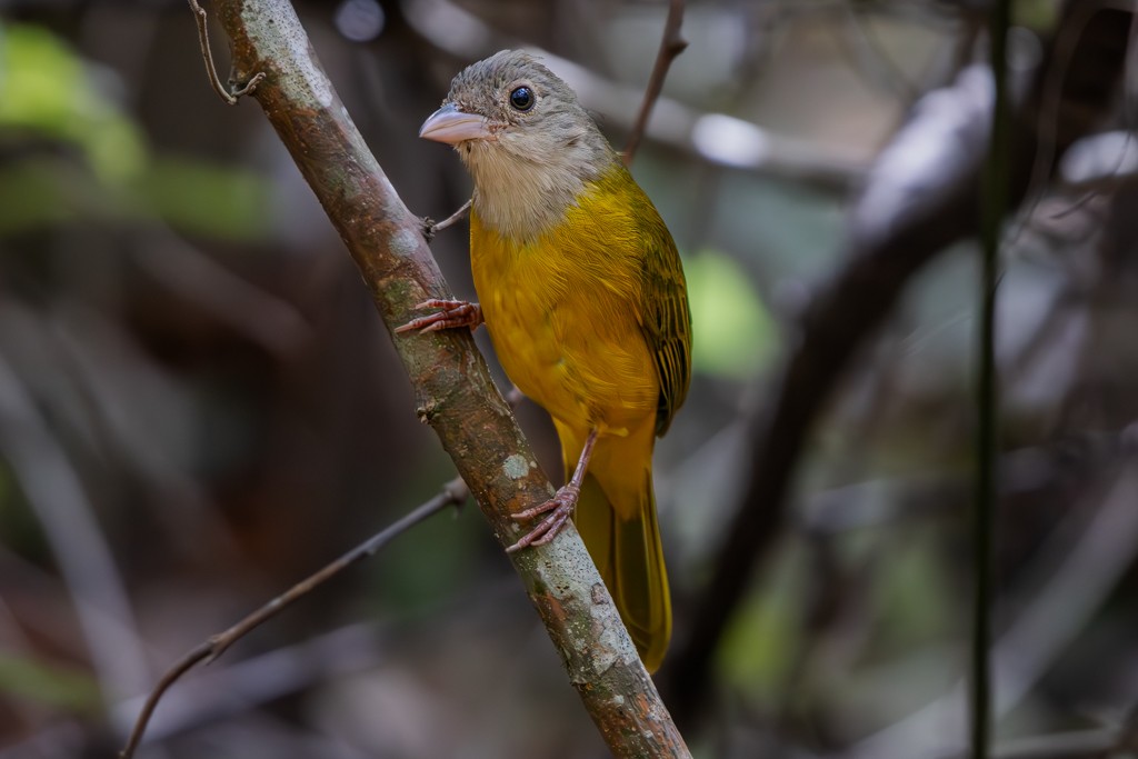 Gray-headed Tanager - ML622084966