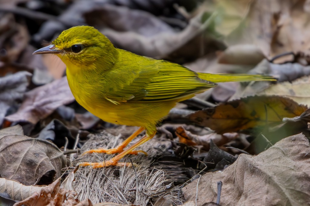 Flavescent Warbler - Felipe Aoyagui