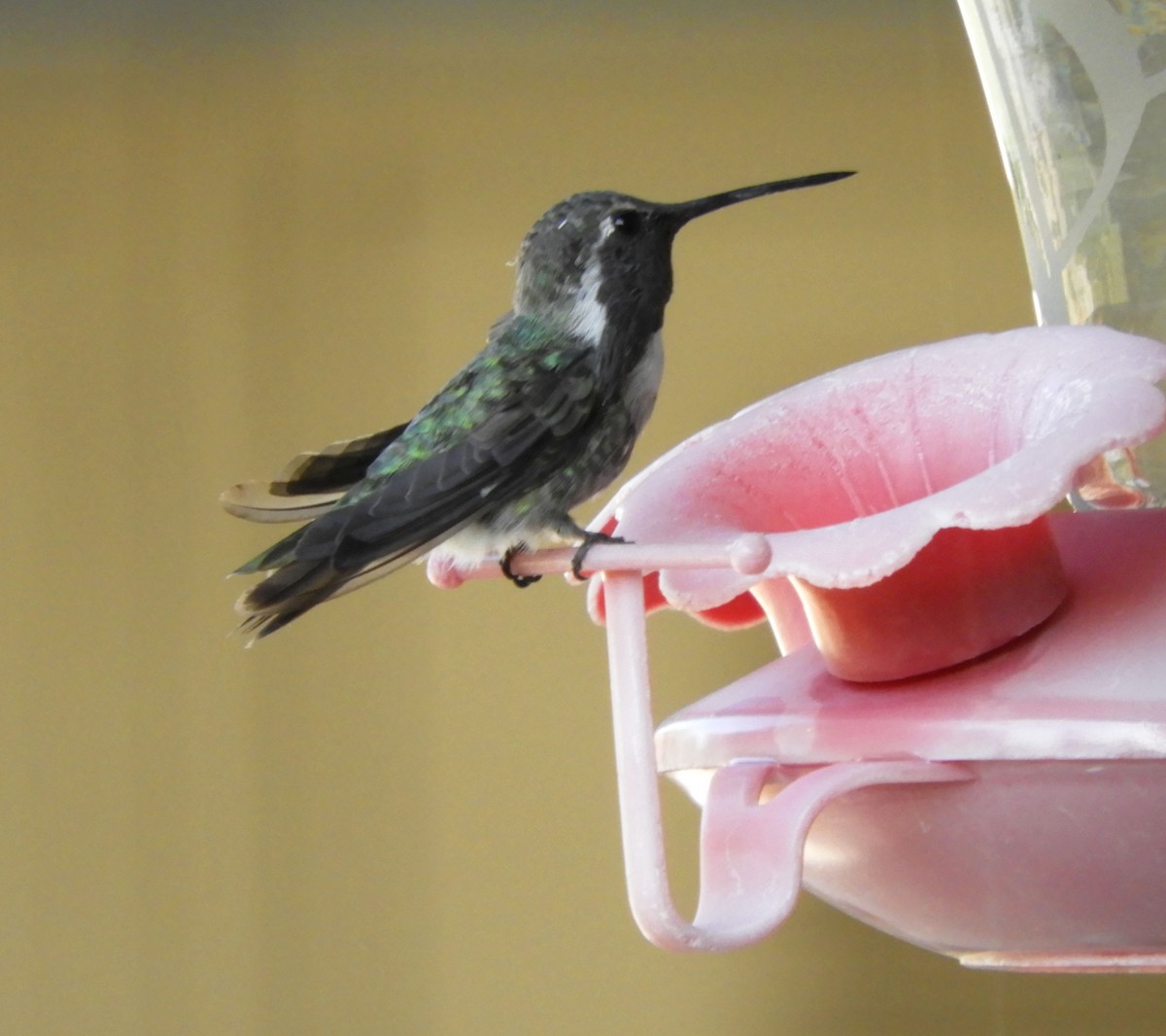 Costa's Hummingbird - ML622084968
