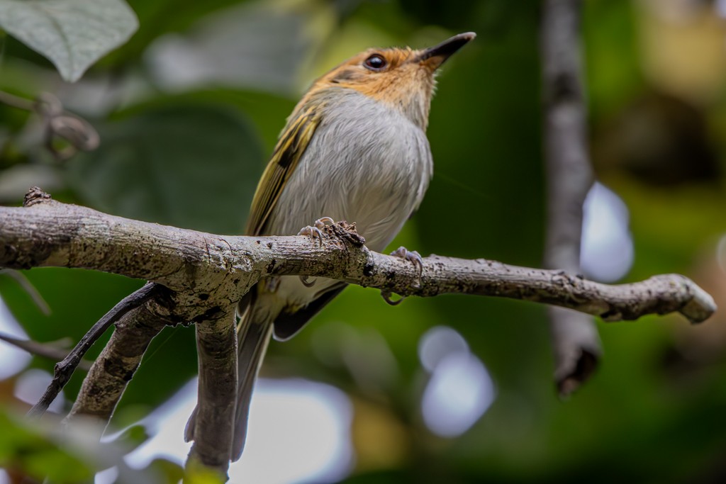 Ochre-faced Tody-Flycatcher - ML622084969