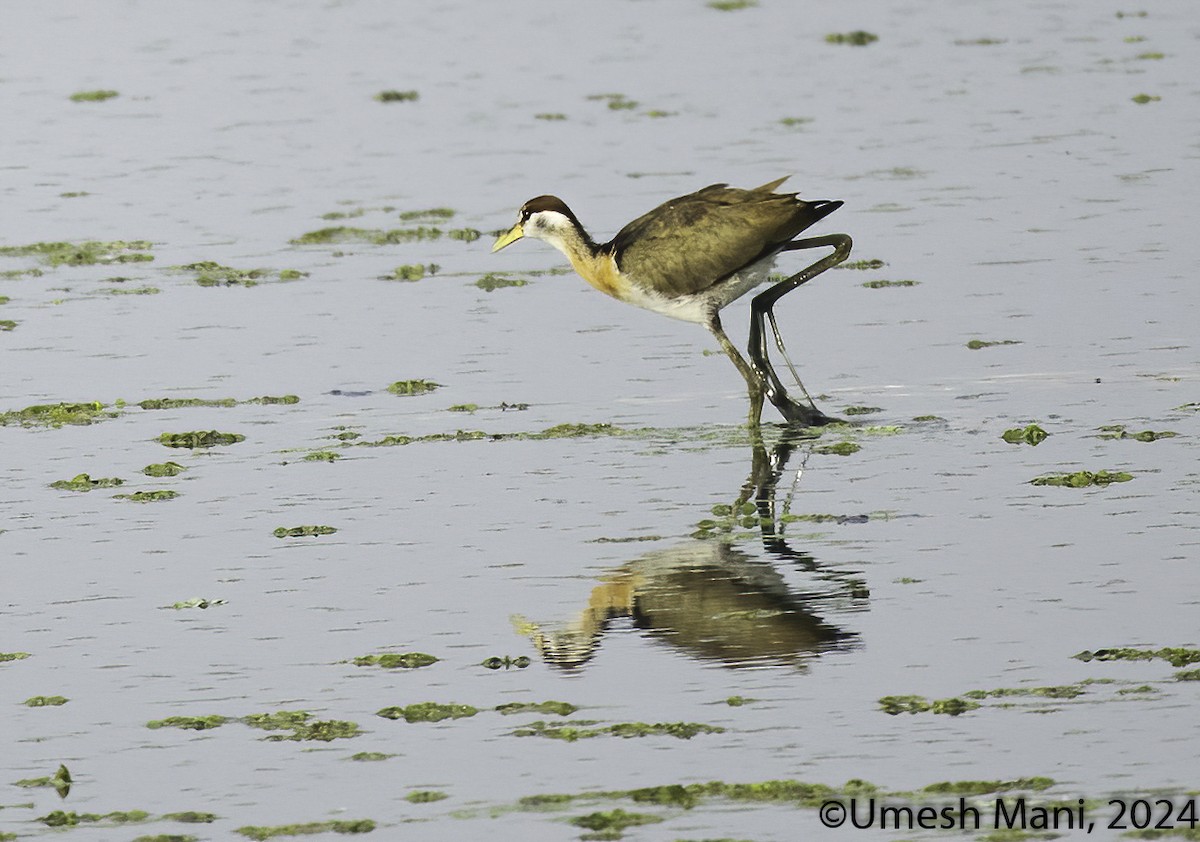 Bronze-winged Jacana - ML622084971