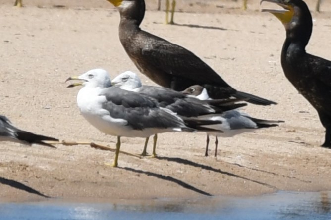 Black-headed Gull - Kazuho Anjiki