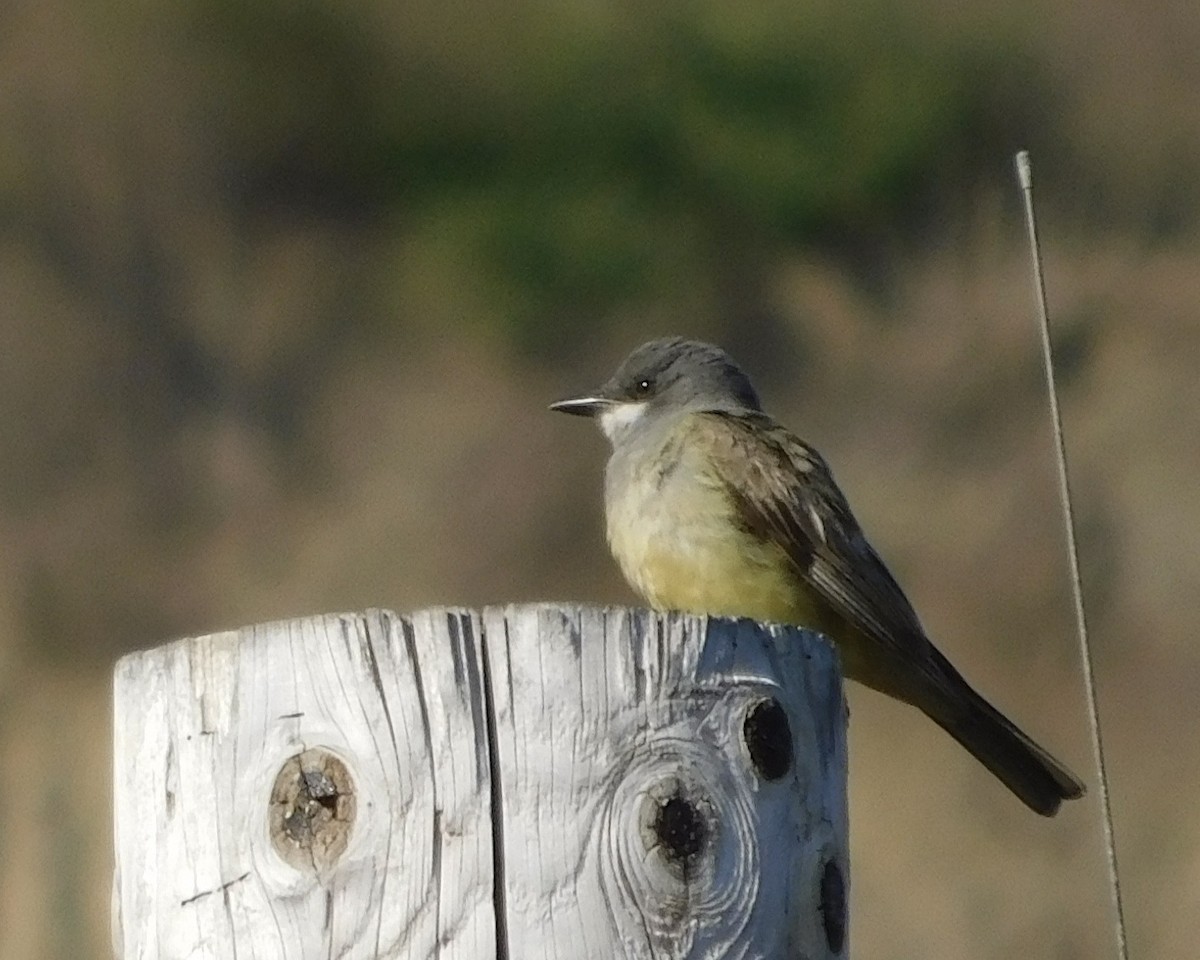 Cassin's Kingbird - ML622084980