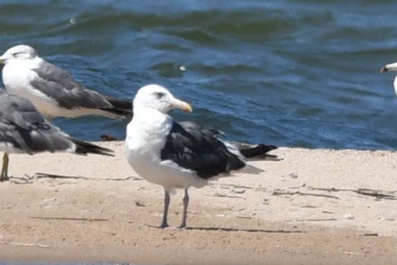 Slaty-backed Gull - ML622084981