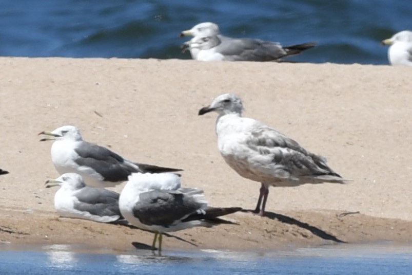 Slaty-backed Gull - ML622084982