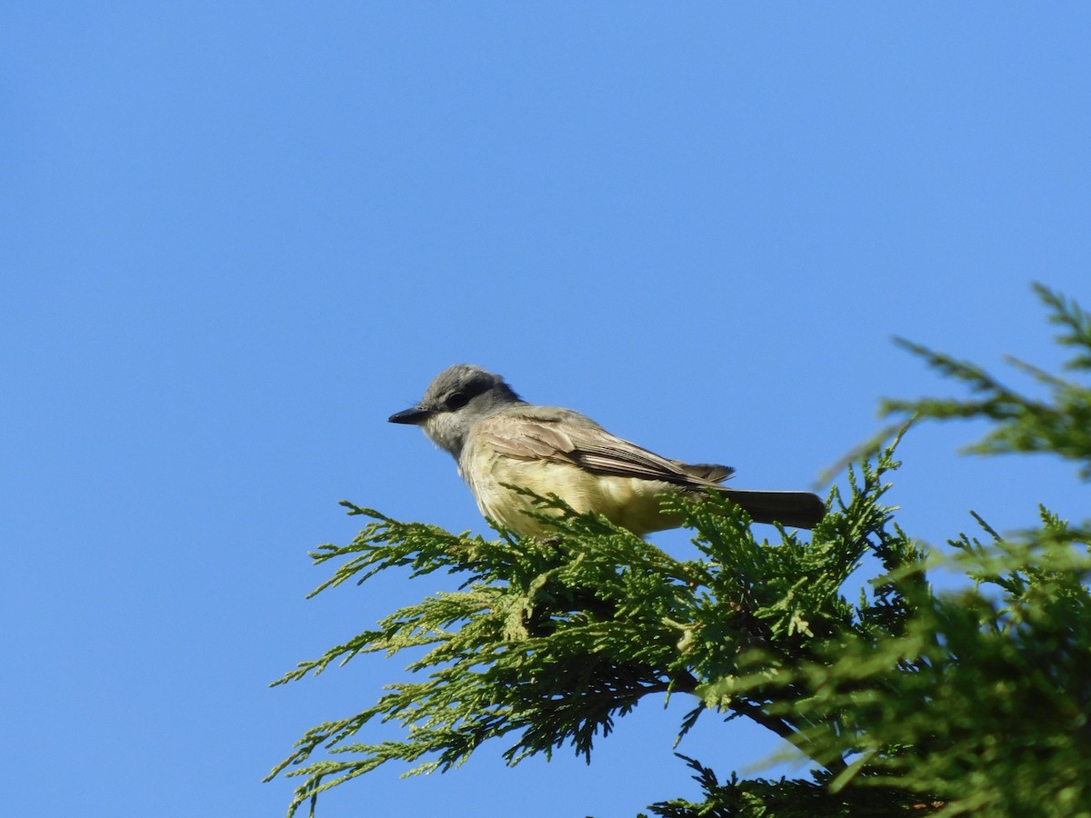 Cassin's Kingbird - ML622084983