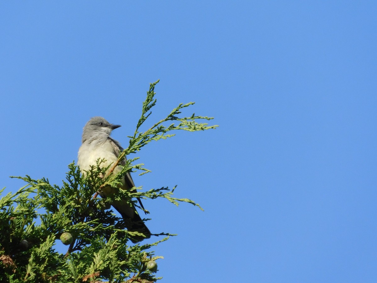 Cassin's Kingbird - ML622084985