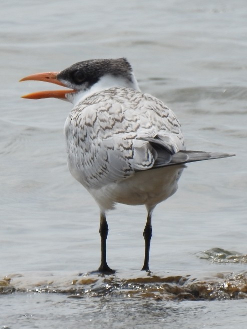 Caspian Tern - _ C0RVUS _