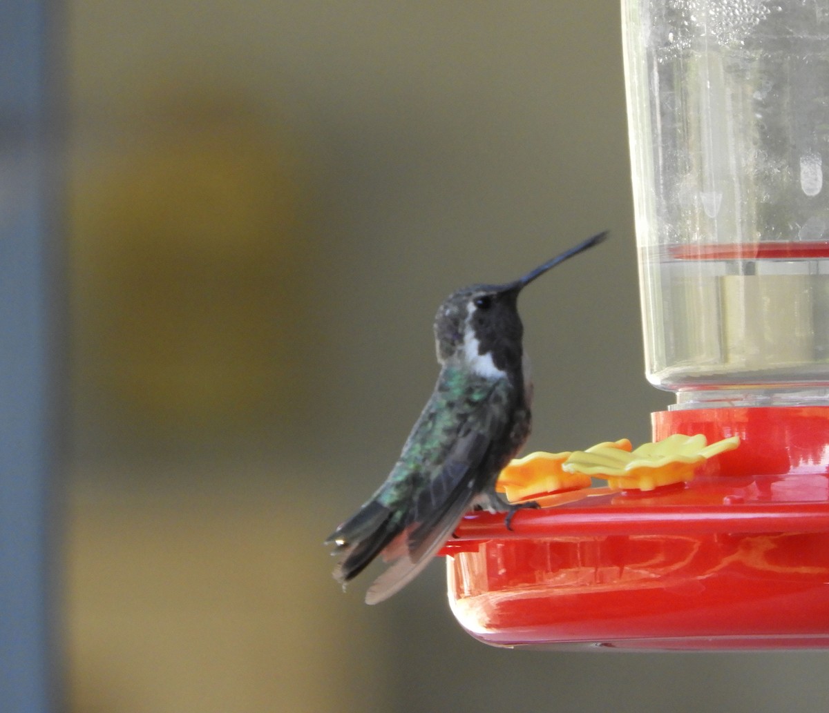 Costa's Hummingbird - ML622084989