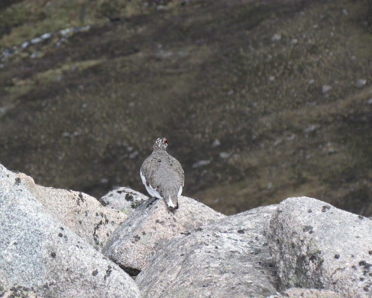 Rock Ptarmigan - ML622085006