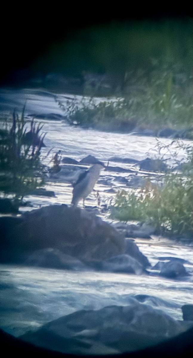 Black-crowned Night Heron - ML622085047