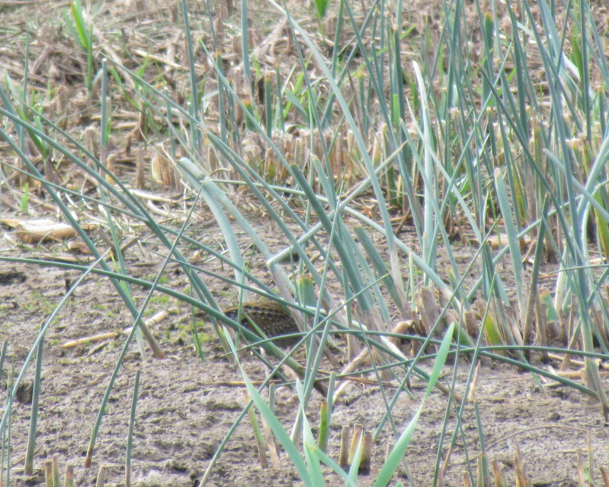 Spotted Crake - ML622085084