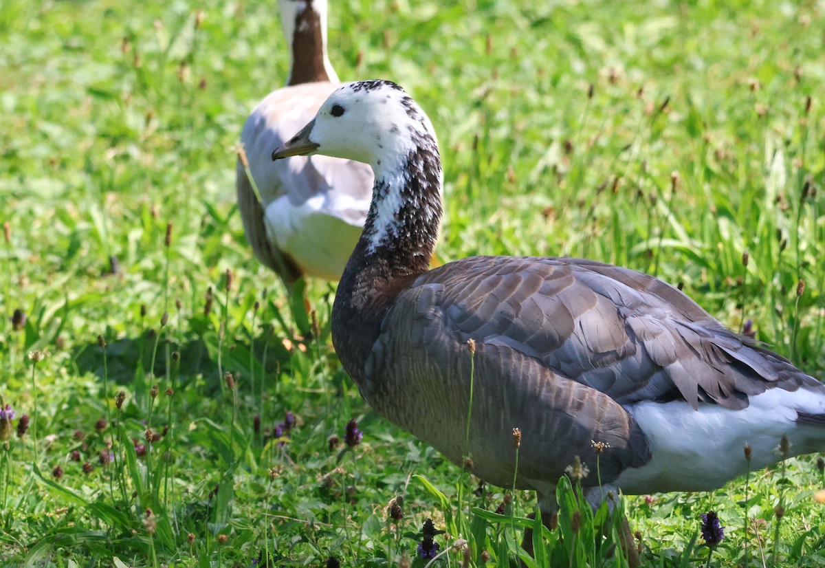 Bar-headed x Barnacle Goose (hybrid) - ML622085096