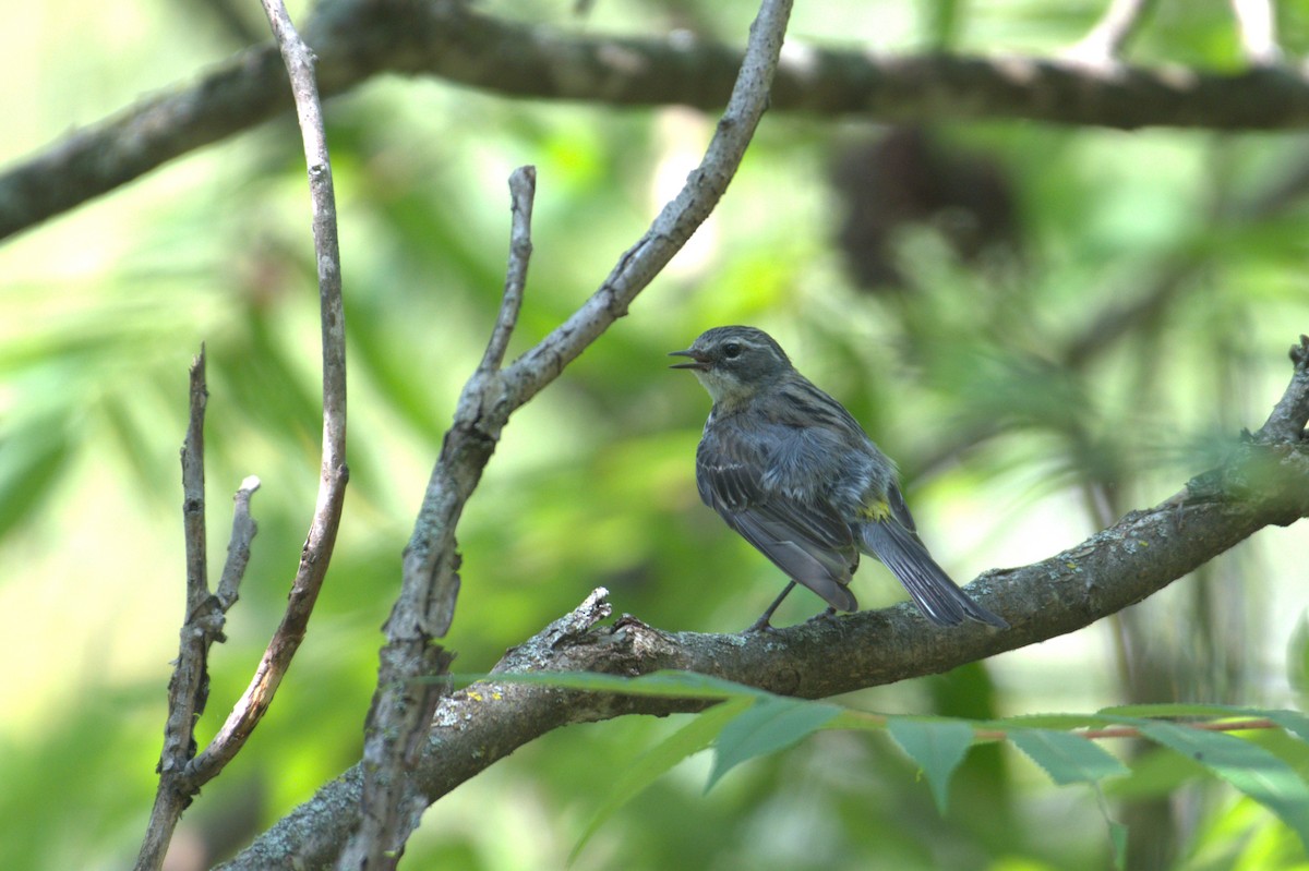 Yellow-rumped Warbler - Bobby Nadeau