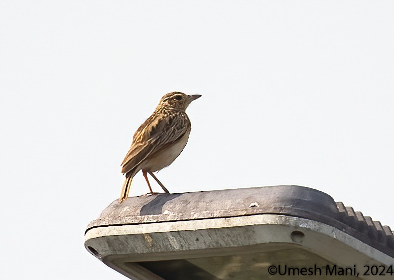 Jerdon's Bushlark - ML622085197