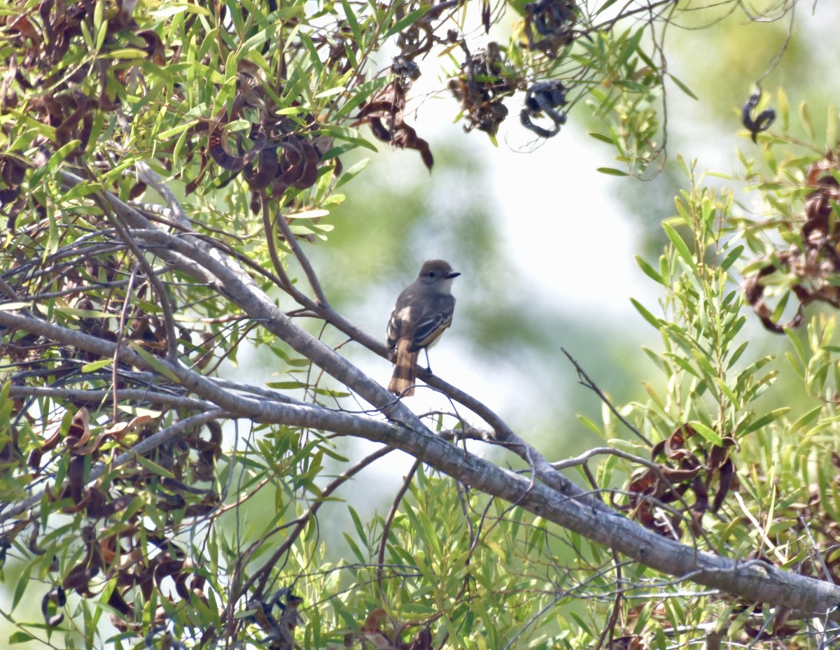 Ash-throated Flycatcher - ML622085199