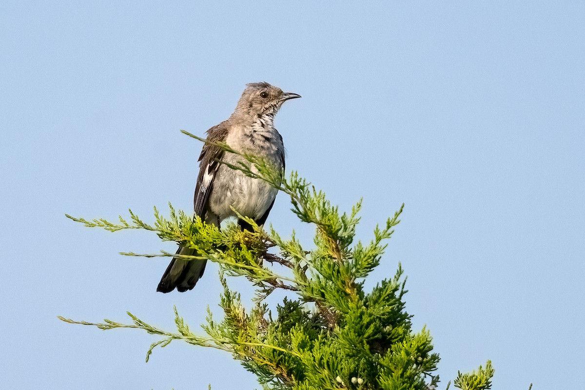 Northern Mockingbird - ML622085219