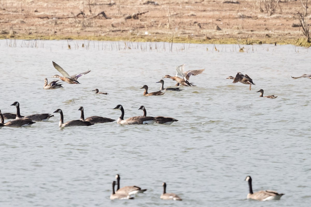 Northern Pintail - Mike Thompson