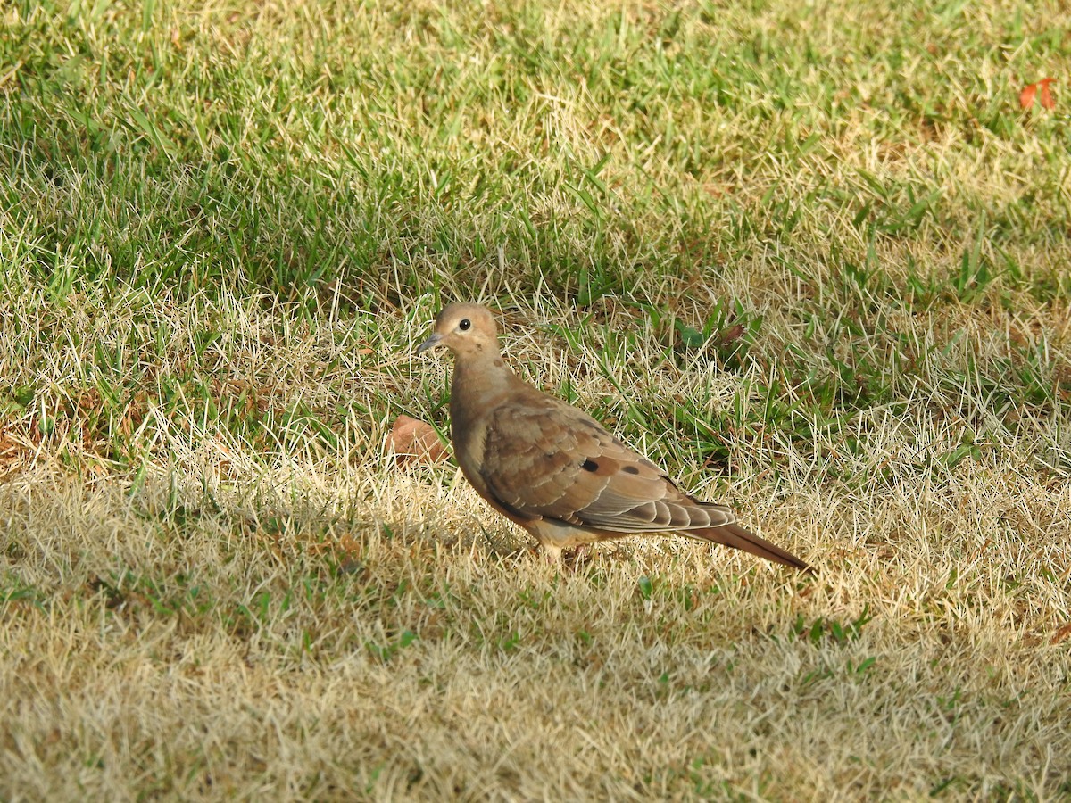 Mourning Dove - ML622085262