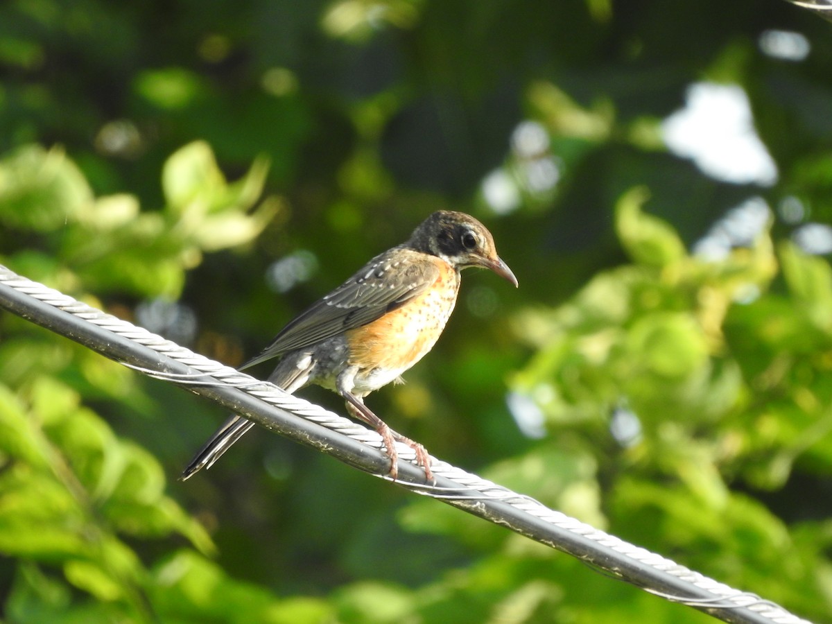 American Robin - ML622085275