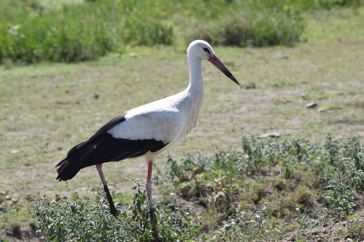 White Stork - ML622085283