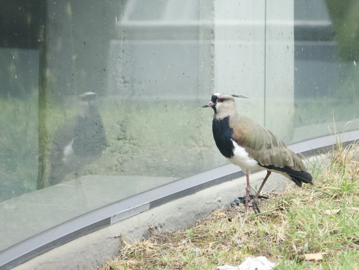 Southern Lapwing - ML622085284