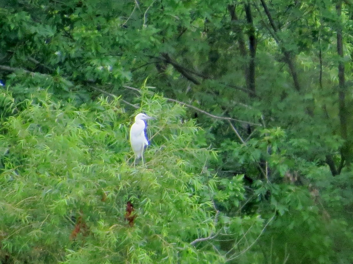 Little Blue Heron - ML622085287