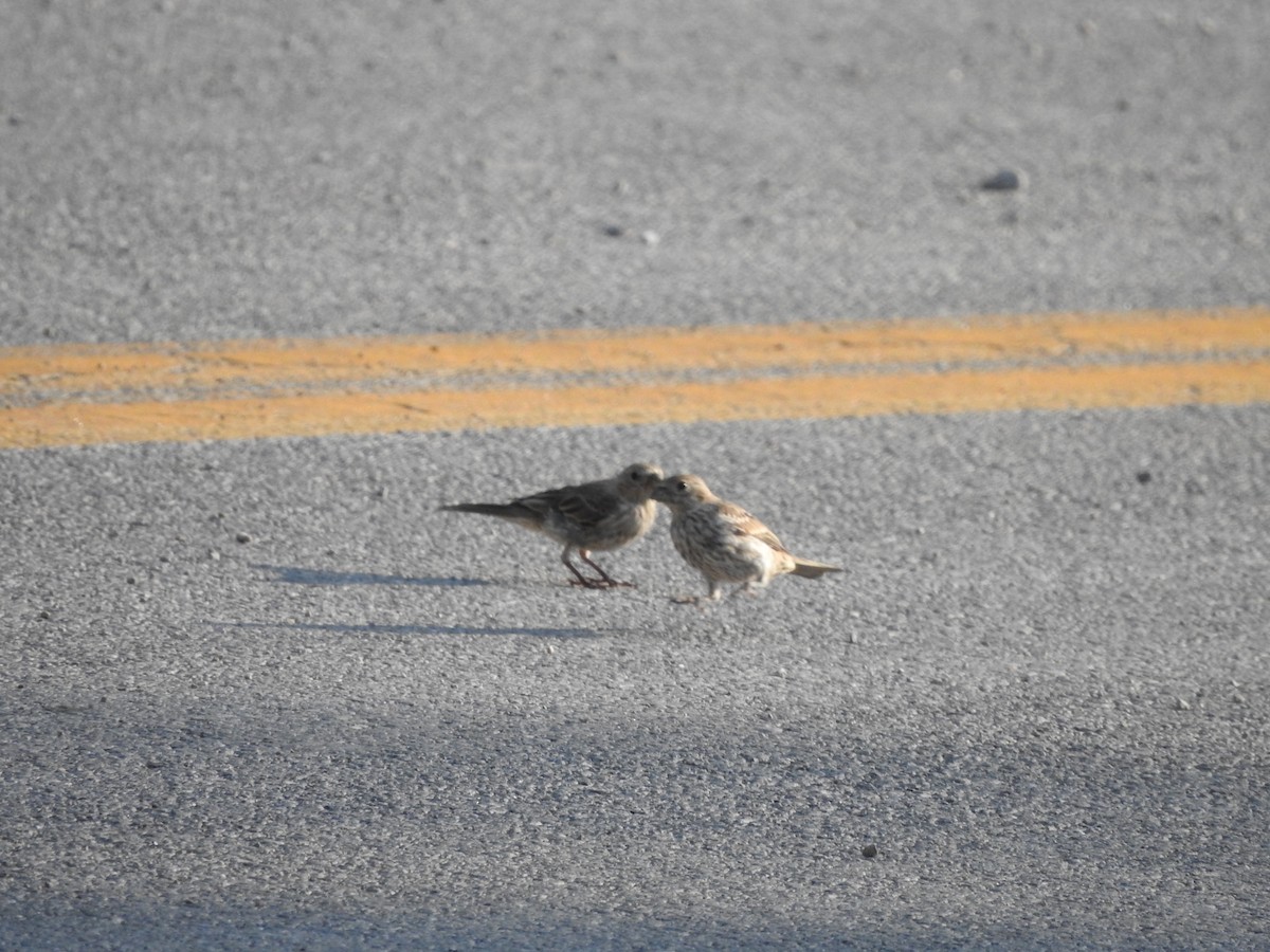 House Finch - ML622085289