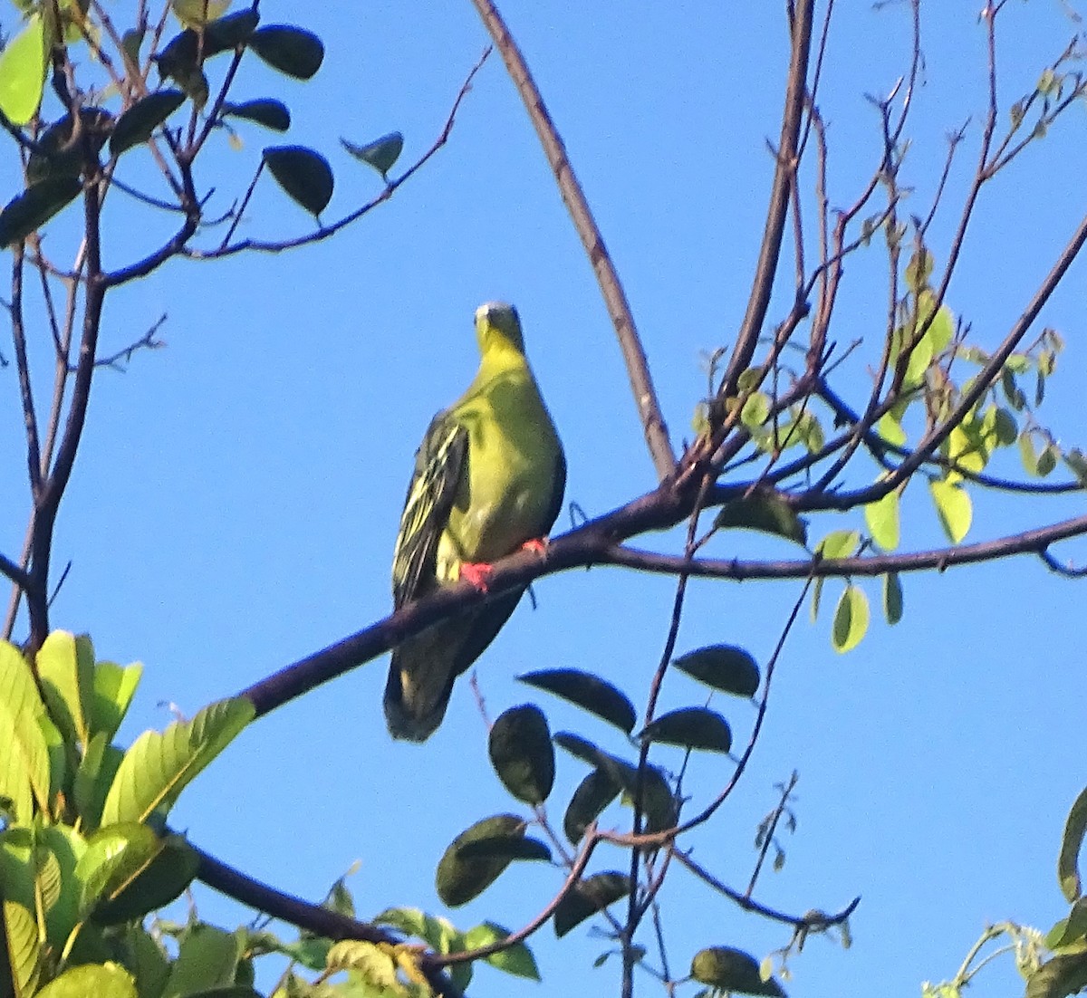 Cinnamon-headed Green-Pigeon - ML622085296