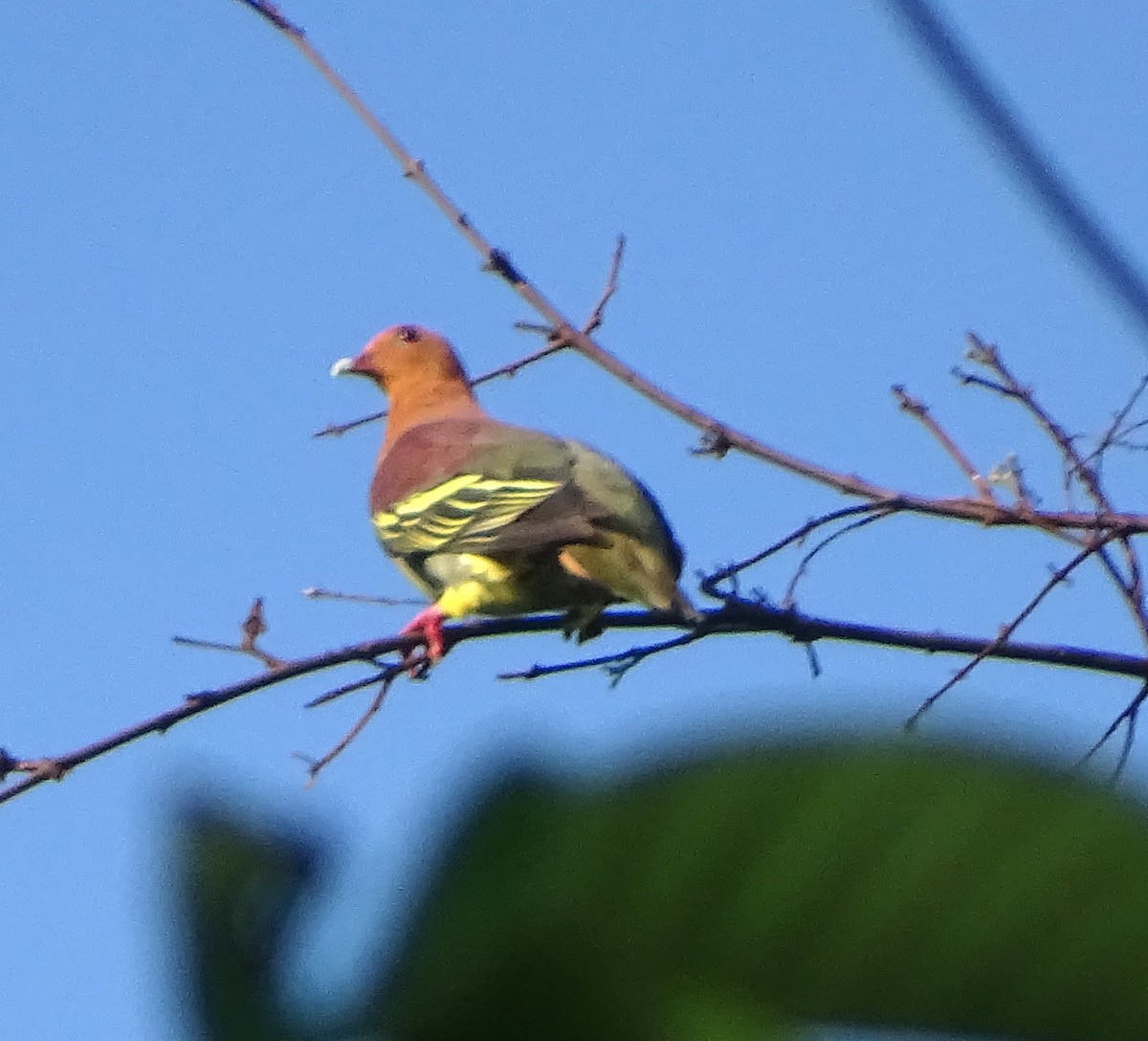 Cinnamon-headed Green-Pigeon - ML622085297