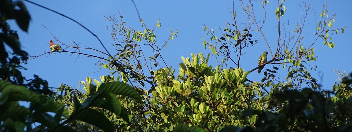 Cinnamon-headed Green-Pigeon - ML622085298