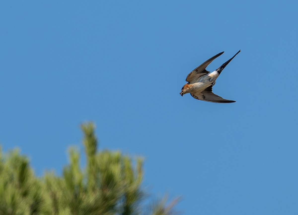 Red-rumped Swallow - francesca pastine